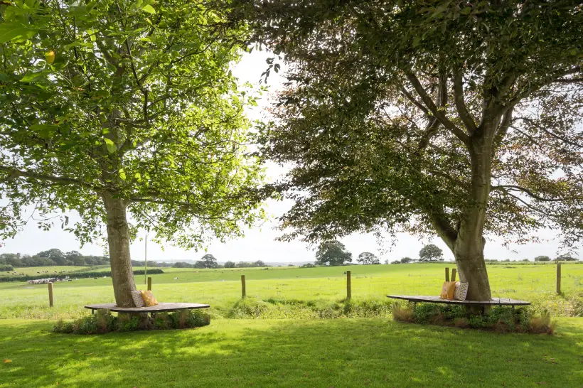 outdoor seating underneath two large trees, adorned with yellow and white cushions